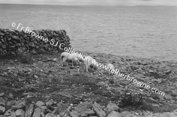 GOATS AND SHEEP GRAZING ON CLIFFS